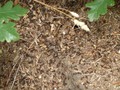 #7: Anthill