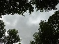 #8: Trees and sky above CP