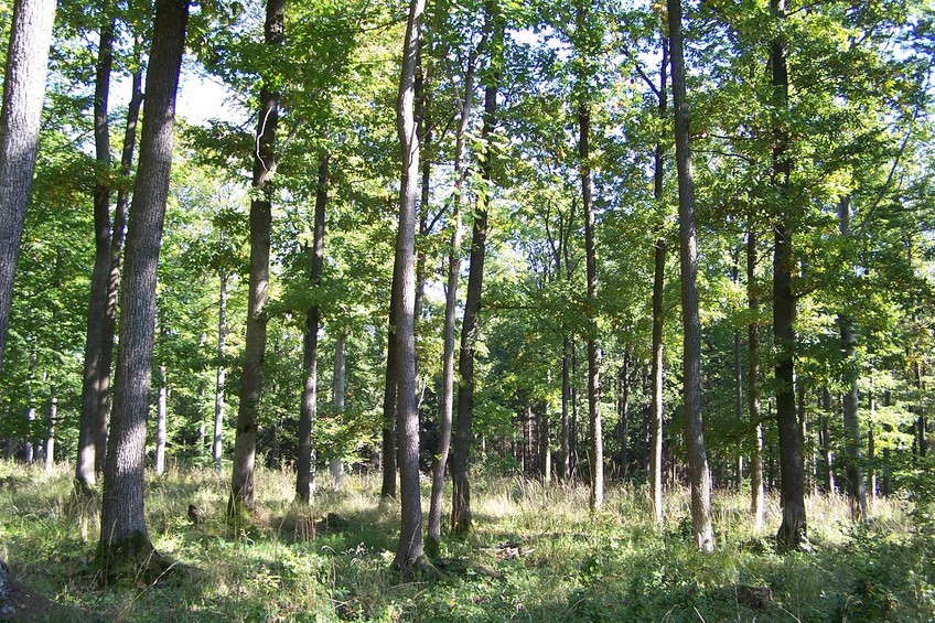 View towards S from the confluence