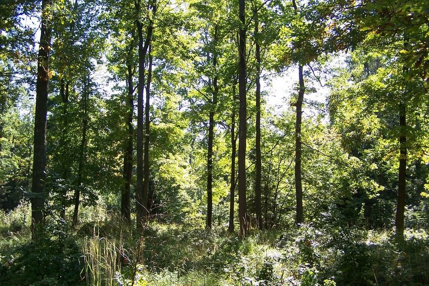 View towards SW from the confluence