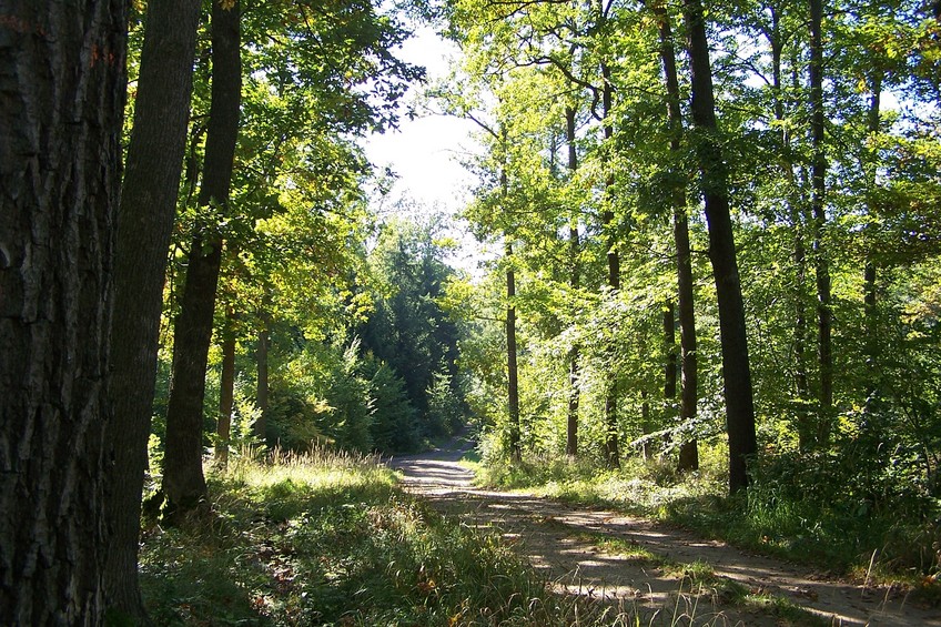 View towards NW from the nearby road