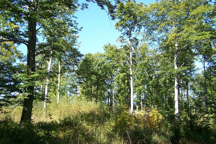 View towards N from the confluence