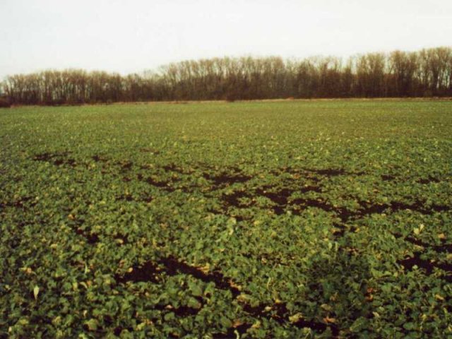 Sugar beet field at the confluence