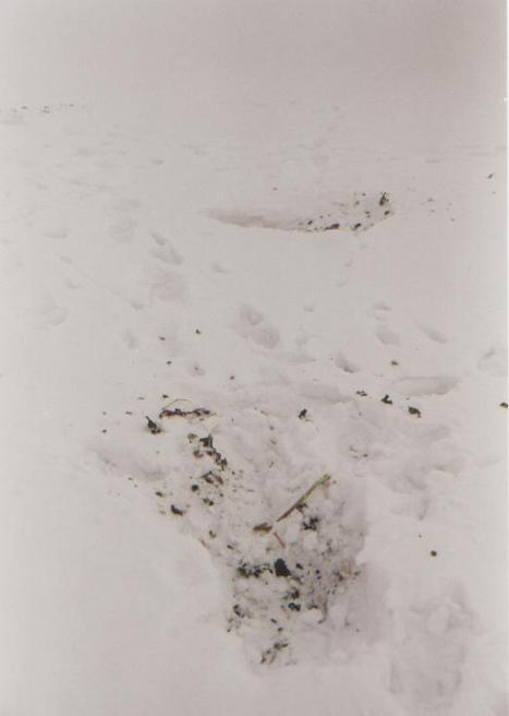 Hare's tracks of CP