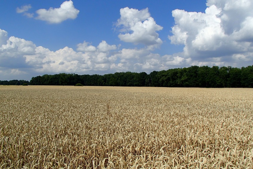 View to the north / Вид на север