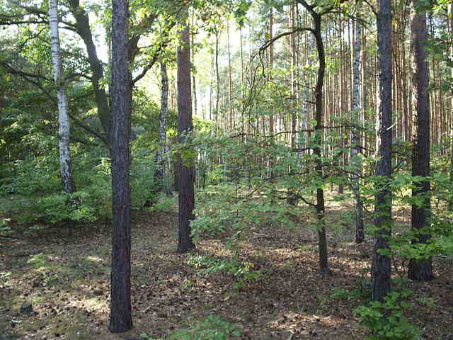 Widok z CP w kierunku W.
