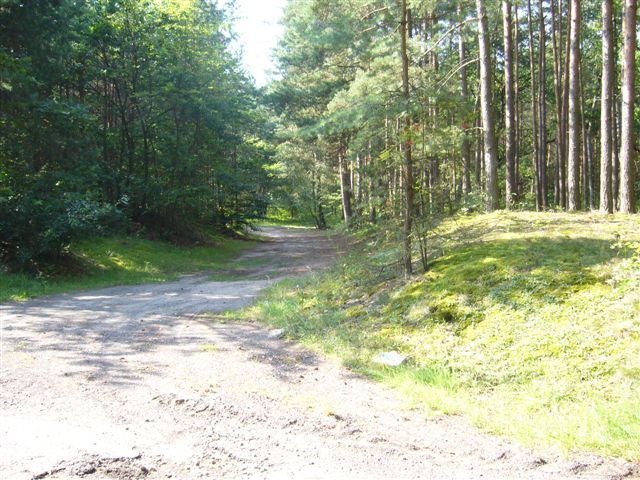 Forest road leading to the confluence - Lesna droga do CP