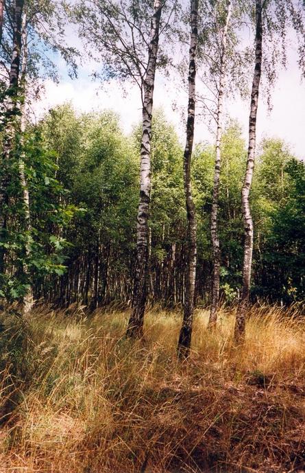 General view of the confluence (towards N)