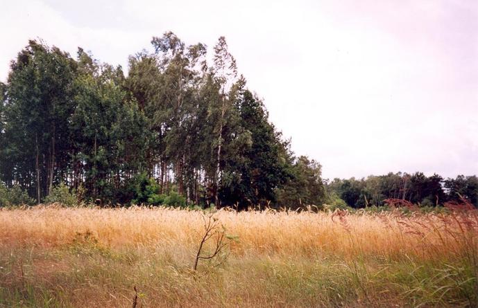 Nearby farmland (view towards SW)
