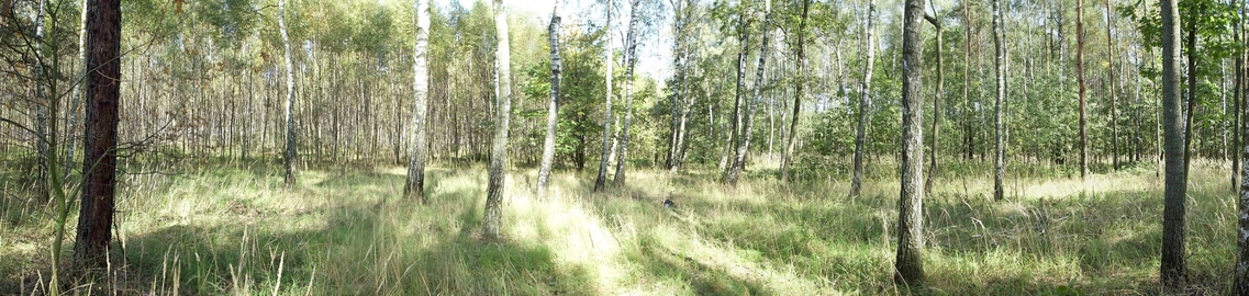 Ogólny widok punktu. Zdjęcie wykonane z kierunku południowego.