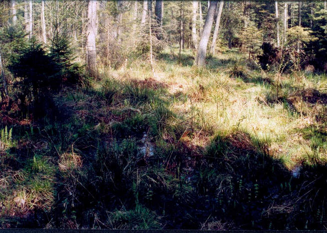 Swampy forrest near confluence