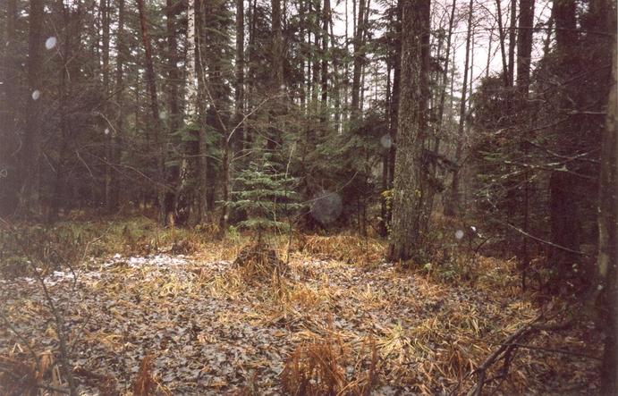 View towards E from the confluence