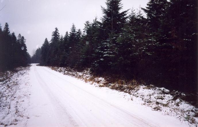 Nearby forest road