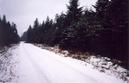 #8: Nearby forest road