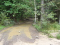 #11: Forest road towards CP