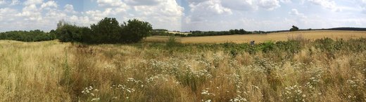 #1: Widok na CP w kierunku NE z odleglości okolo 25m./view NE onto confluence from 25 m