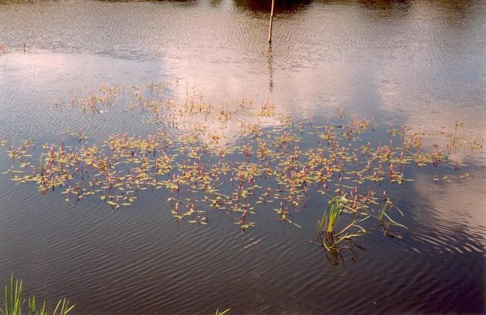 Aquatic flora in a pond (Polygonum amphibium f. natans, view towards W)