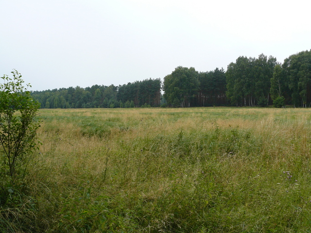 Widok na mokradła ze wschodniej ich krawędzi