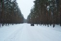#10: Winter forest