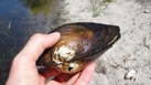#9: Large mussel
