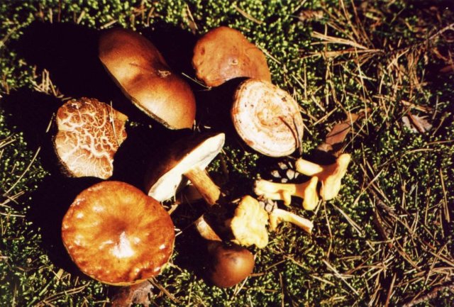 Mushrooms I collected (they tasted great!)