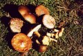 #3: Mushrooms I collected (they tasted great!)