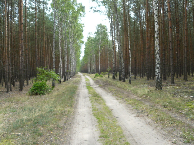 Droga przez las od strony Jesionki