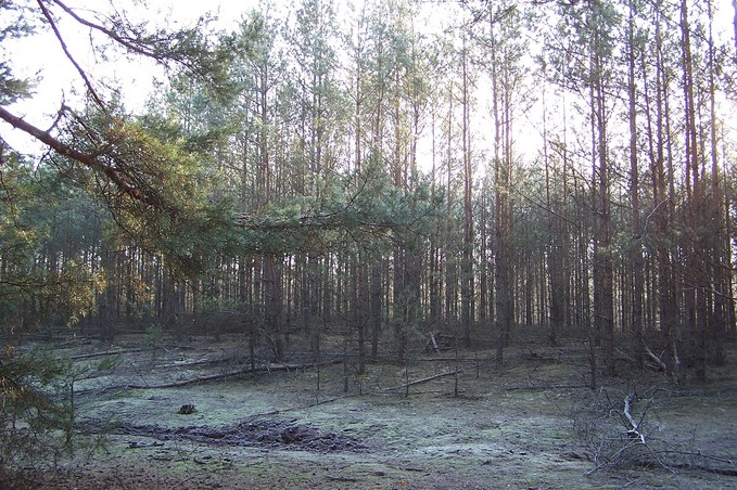 View towards SE from the confluence