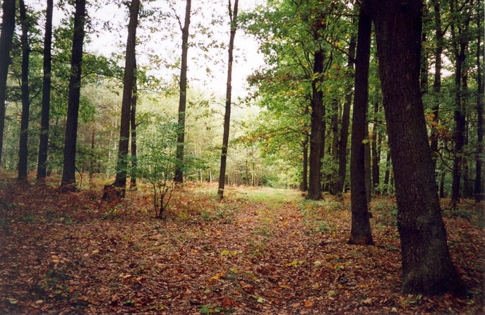 General view of the confluence (towards N)