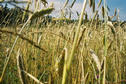 #9: pole niedaleko Borowca Nowego / a field near Borowiec Nowy