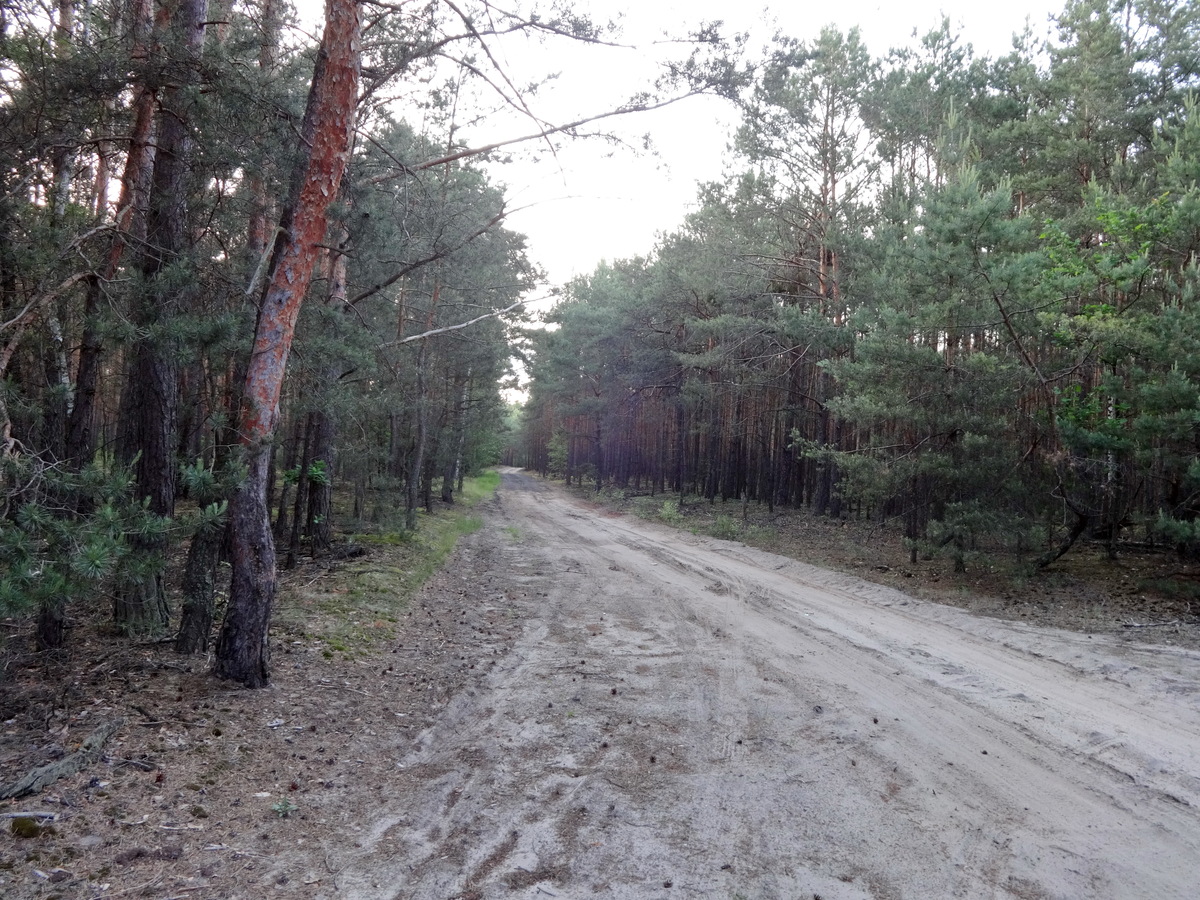 Forest road / Лесная дорога