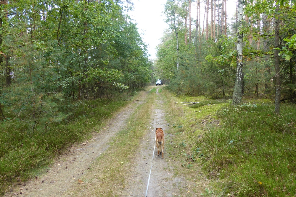 Droga leśna doprowadzająca w pobliże punktu / A forest road leading to the CP