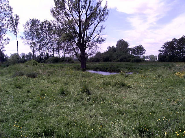 a dried out pond