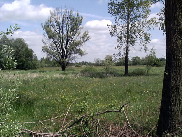 a swampy meadow