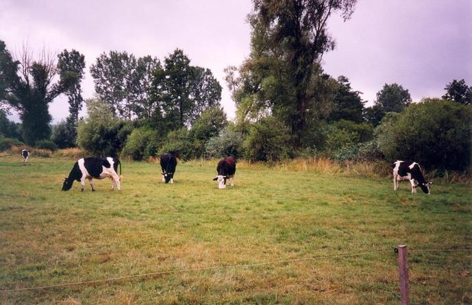 Cows near the confluence (view towards SW)