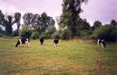 #5: Cows near the confluence (view towards SW)