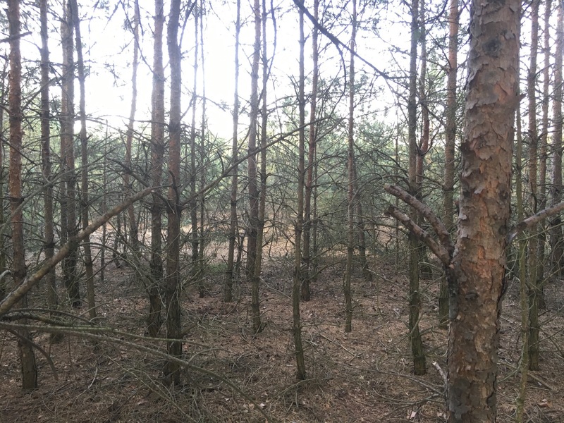 View to the South