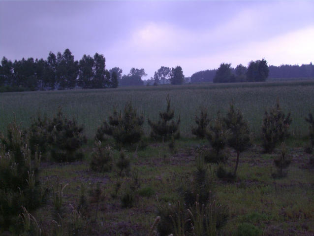 Przeciecie w szkolce lesnej - confluence in a nursery