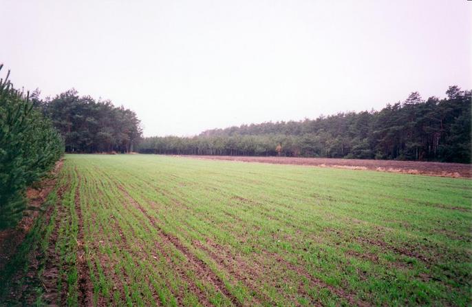 View towards W from the confluence