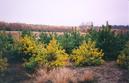 #8: Small pine trees in autumn colors