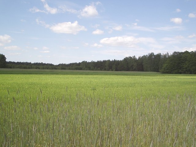 Widok sprzed młodnika w kierunku N. / view north - in front of nursery