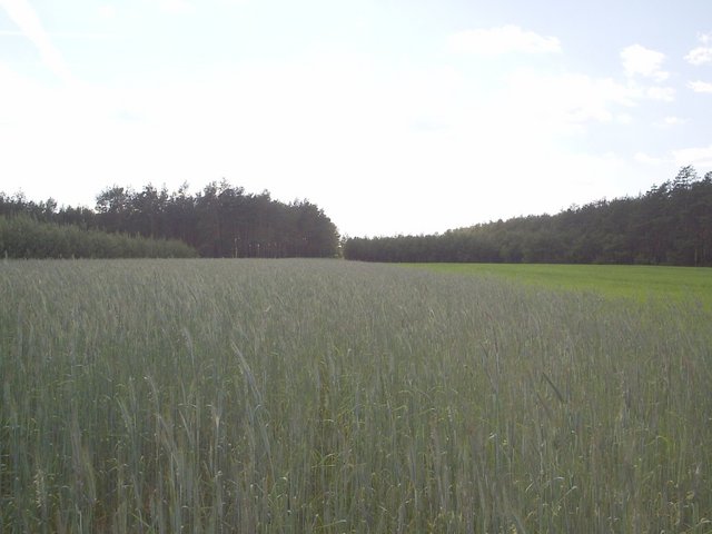 Widok sprzed młodnika (kilkanaście metrów) w kierunku W. / view west