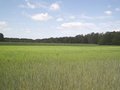 #2: Widok sprzed młodnika w kierunku N. / view north - in front of nursery