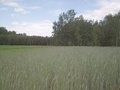 #3: Widok sprzed młodnika (kilkanaście metrów) w kierunku E. / view east from in front of nursery