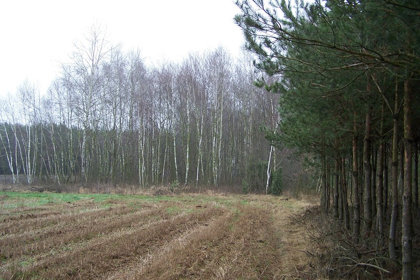 View towards E along the forest edge