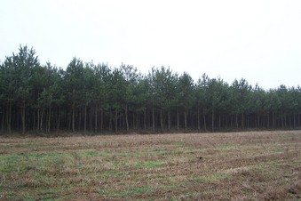 #1: General view of the confluence (towards SW, ca. 30 m away)