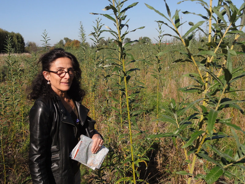 Antonella in the field