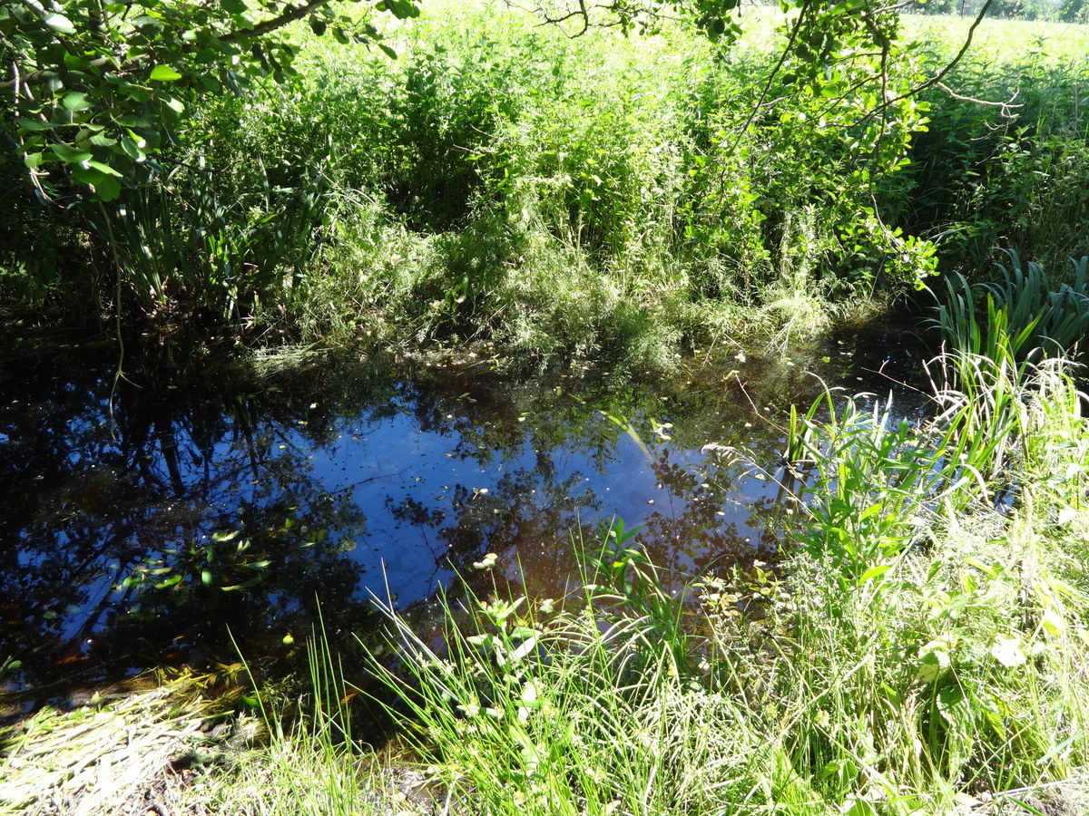 Ditch (or stream) / Канава с водой