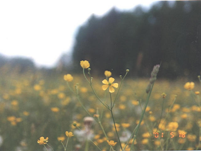 Yellow flowers