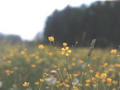 #7: Yellow flowers